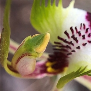 Caladenia atrovespa at Crowther, NSW - Yesterday by Frecko