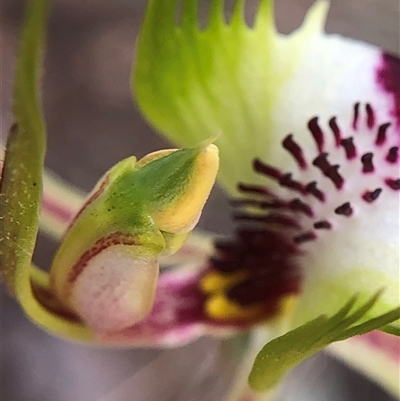 Caladenia atrovespa (Green-comb Spider Orchid) at Crowther, NSW - 8 Oct 2025 by Frecko