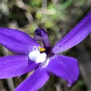 Glossodia major (Wax Lip Orchid) at Crowther, NSW - 1 Oct 2025 by Frecko