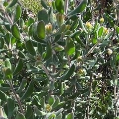 Persoonia rigida (Hairy Geebung) at Tharwa, ACT - 8 Oct 2025 by AdamHenderson