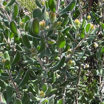 Persoonia rigida (Hairy Geebung) at Tharwa, ACT - 8 Oct 2025 by AdamHenderson