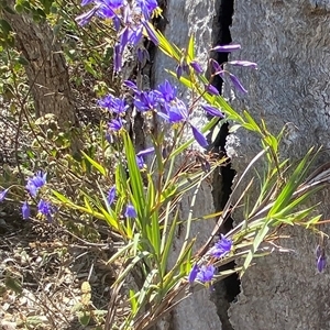 Stypandra glauca at Tharwa, ACT - Yesterday by AdamHenderson