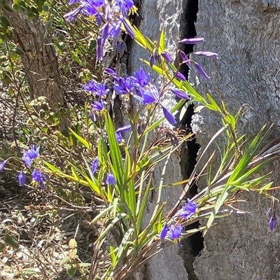 Stypandra glauca (Nodding Blue Lily) at Tharwa, ACT - 8 Oct 2025 by AdamHenderson