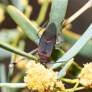 Leptocoris mitellatus (Leptocoris bug) at Arkaroola Village, SA - 28 Sep 2025 by AlisonMilton