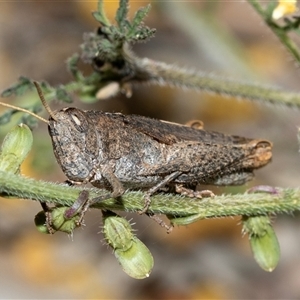 Cirphula pyrrhocnemis (Variable Cirphula) at Arkaroola Village, SA - 28 Sep 2025 by AlisonMilton