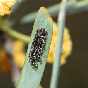 Unverified Shield, Stink or Jewel Bug (Pentatomoidea) at Arkaroola Village, SA - 28 Sep 2025 by AlisonMilton
