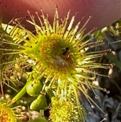 Drosera gunniana at Cook, ACT - 8 Oct 2025 by lbradley