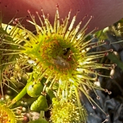 Drosera gunniana at Cook, ACT - 8 Oct 2025 by lbradley