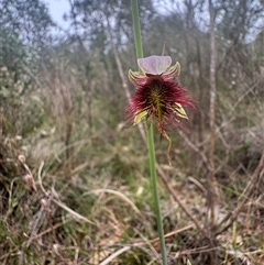 Calochilus paludosus (Strap Beard Orchid) at Mittagong, NSW - 8 Oct 2025 by Span102