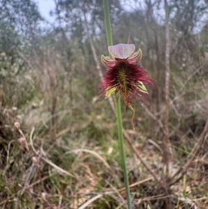 Calochilus paludosus (Strap Beard Orchid) at Mittagong, NSW - 8 Oct 2025 by Span102