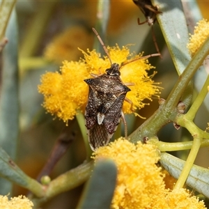 Oechalia schellenbergii (Spined Predatory Shield Bug) at Arkaroola Village, SA - 28 Sep 2025 by AlisonMilton