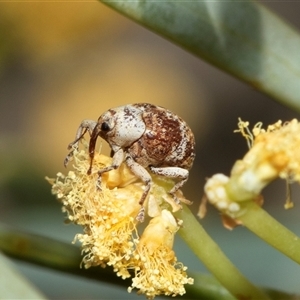 Unverified Weevil (Curculionoidea) at Arkaroola Village, SA - 28 Sep 2025 by AlisonMilton