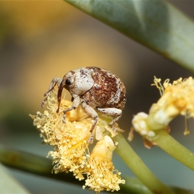 Unverified Weevil (Curculionoidea) at Arkaroola Village, SA - 28 Sep 2025 by AlisonMilton