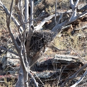 Aquila audax by AlisonMilton
