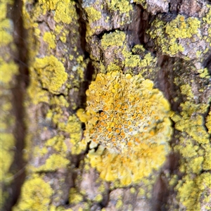 Candelariella sp. at Russell, ACT - Today by Hejor1