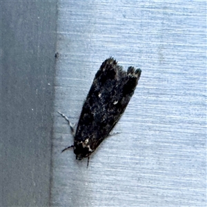 Barea codrella (A concealer moth) at Russell, ACT - Yesterday by Hejor1