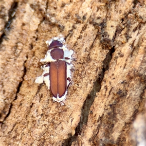 Platisus sp. (genus) at Russell, ACT - Yesterday by Hejor1