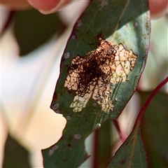 Hypertrophidae (family) (Unidentified Twig Moth) at Russell, ACT - 8 Oct 2025 by Hejor1