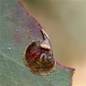 Glycaspis sp. (genus) at Russell, ACT - Yesterday by Hejor1