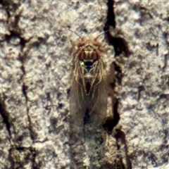 Psyllidae sp. (family) (Unidentified psyllid or lerp insect) at Barton, ACT - 8 Oct 2025 by Hejor1
