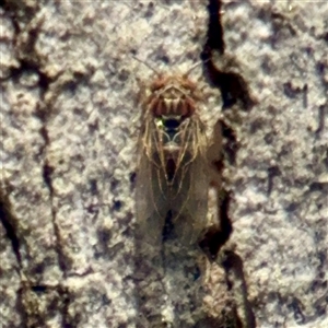 Psyllidae sp. (family) at Barton, ACT - Yesterday by Hejor1