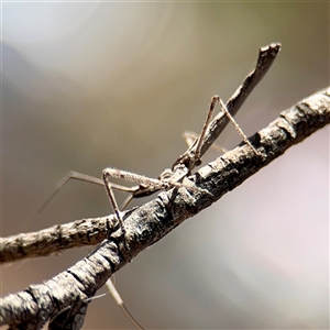 Reduviidae (family) at Russell, ACT - Yesterday by Hejor1