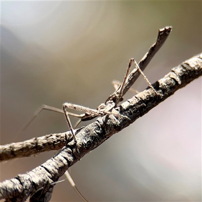 Reduviidae (family) at Russell, ACT - 8 Oct 2025 by Hejor1