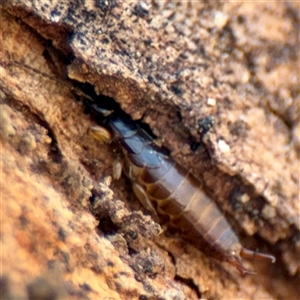 Euborellia annulipes at Russell, ACT - Yesterday by Hejor1
