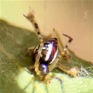 Theridion pyramidale at Russell, ACT - Yesterday by Hejor1
