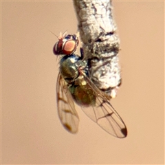 Tephritidae sp. (family) at Russell, ACT - 8 Oct 2025 by Hejor1