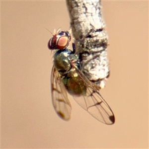 Tephritidae sp. (family) at Russell, ACT - Yesterday by Hejor1