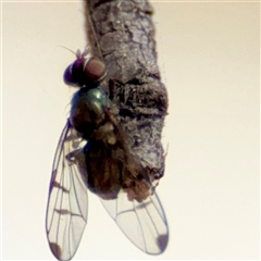 Unverified at suppressed - suppressed