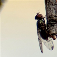 Unverified at suppressed - suppressed