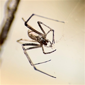 Tetragnatha sp. (genus) at Russell, ACT - Yesterday by Hejor1