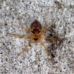 Euryopis sp. (genus) at Russell, ACT - Yesterday by Hejor1
