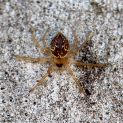 Euryopis sp. (genus) at Russell, ACT - 8 Oct 2025 by Hejor1