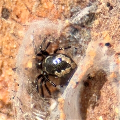 Euryopis splendens (Splendid tick spider) at Russell, ACT - 8 Oct 2025 by Hejor1