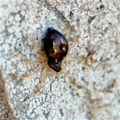 Euryopis umbilicata (Striped tick spider) at Barton, ACT - 8 Oct 2025 by Hejor1