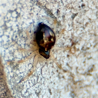 Euryopis umbilicata (Striped tick spider) at Barton, ACT - 8 Oct 2025 by Hejor1
