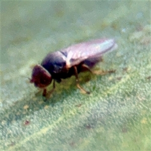 Diptera (order) at Russell, ACT - Yesterday by Hejor1