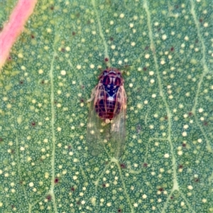Psyllidae sp. (family) at Russell, ACT - Yesterday by Hejor1