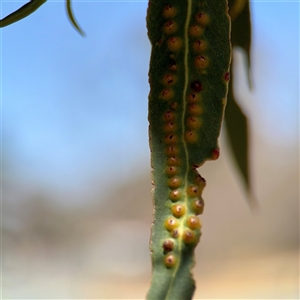 Eucalyptus insect gall at Russell, ACT - Yesterday by Hejor1