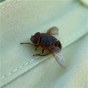 Calliphora augur at Russell, ACT - Yesterday by Hejor1