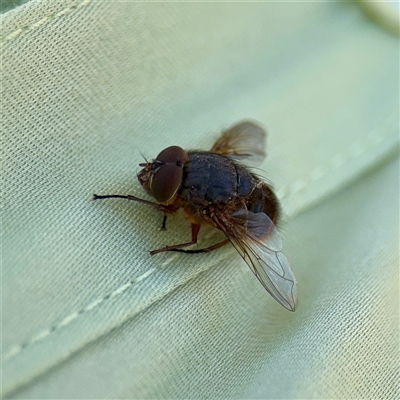 Calliphora augur at Russell, ACT - 8 Oct 2025 by Hejor1