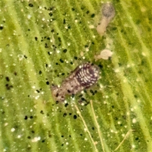 Aphididae (family) at Russell, ACT - Yesterday by Hejor1