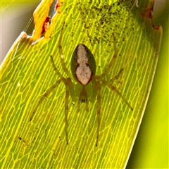 Araneus talipedatus (Slender green orb-weaver) at Russell, ACT - 8 Oct 2025 by Hejor1