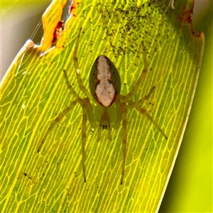 Araneus talipedatus at Russell, ACT - Yesterday by Hejor1