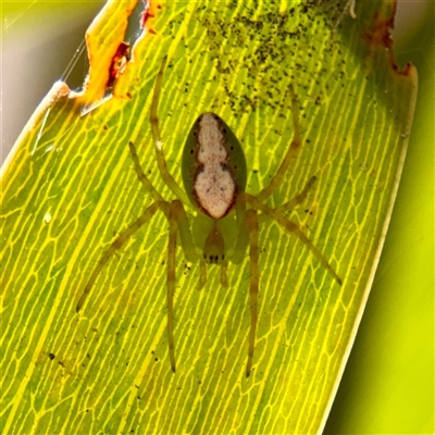 Araneus talipedatus (Slender green orb-weaver) at Russell, ACT - 8 Oct 2025 by Hejor1