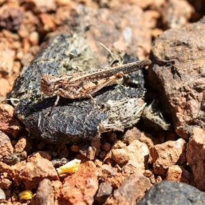 Unverified Grasshopper (several families) at Arkaroola, SA - 28 Sep 2025 by AlisonMilton