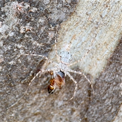 Tamopsis sp. (genus) (Two-tailed spider) at Russell, ACT - 8 Oct 2025 by Hejor1